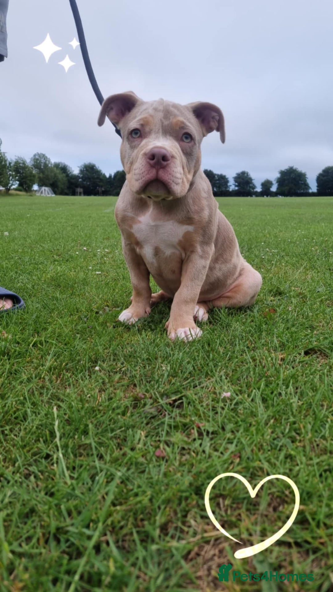 American Bully dogs for sale: Pocket bully  - Image 9