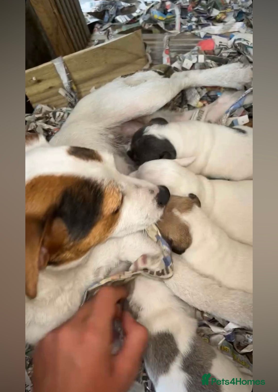 Jack Russell dogs for sale: 4 Jack Russel pups for sale  - Image 15
