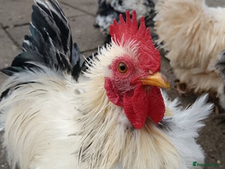 Hens poultry Chickens for sale - Advert 3