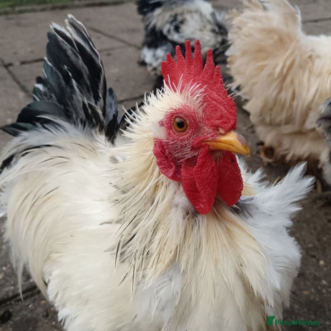 Hens poultry - Advert 1