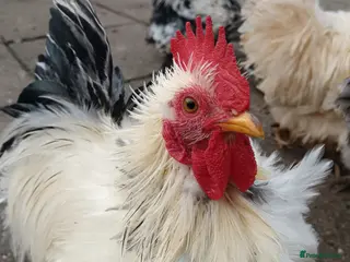 Hens poultry Chickens for sale - Advert 9