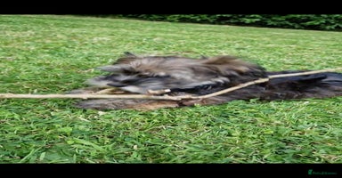 Havanese dogs - Advert 1