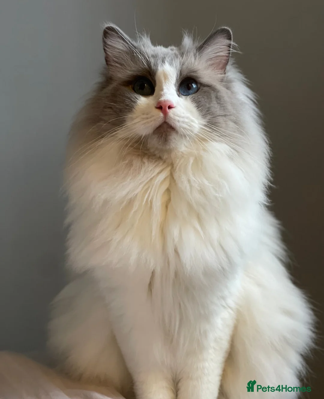 Ragdoll cats for sale: Purebred Ragdoll Kittens Ready To Leave Now - Advert 3