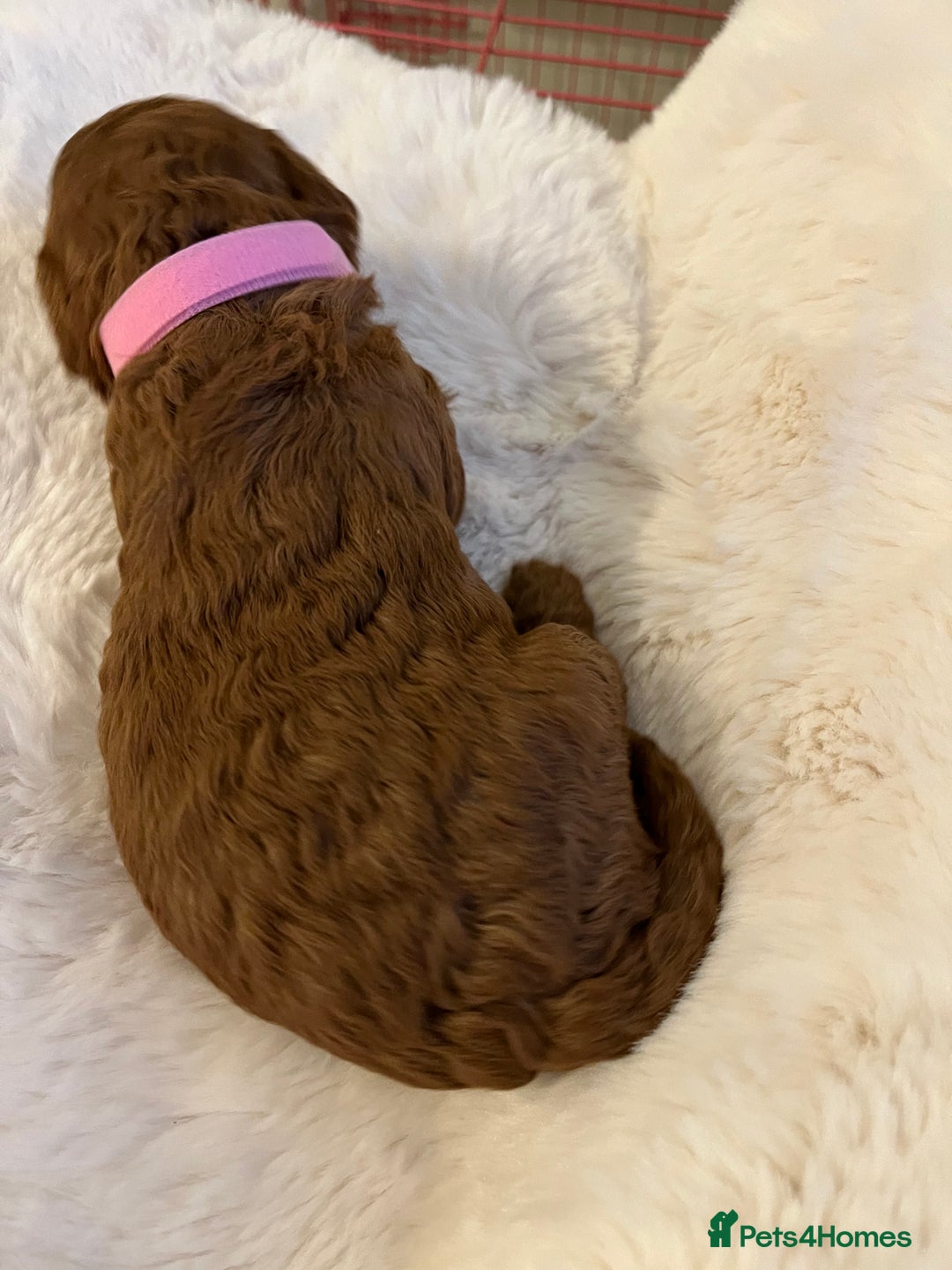Cavapoo dogs for sale: Stunning chunky cavapoos - Advert 7