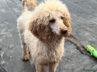 Miniature Poodle dogs APRICOT MINIATURE POODLE FEMALE - Advert 9