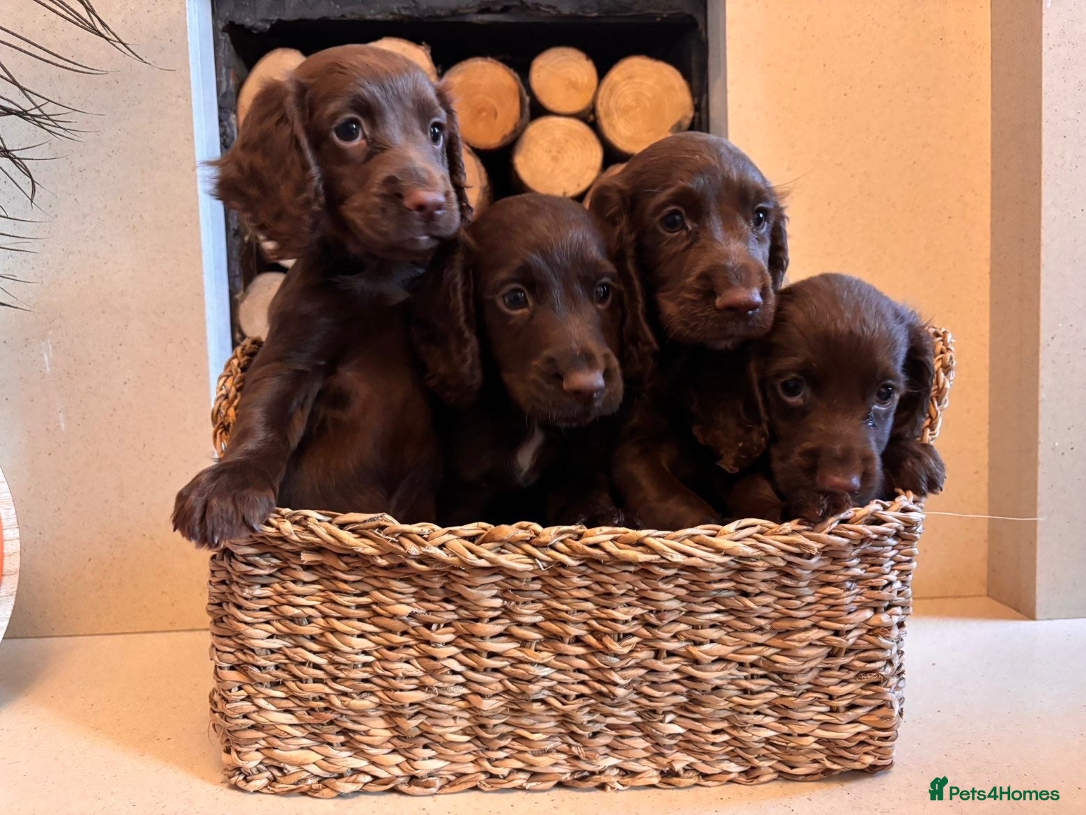 Cocker Spaniel dogs Working cocker spaniel puppy’s  - Advert 3