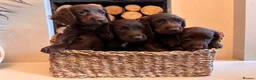 Cocker Spaniel dogs for sale: Working cocker spaniel puppy’s  - Advert 1
