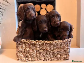 Cocker Spaniel dogs Working cocker spaniel puppy’s - Advert 3