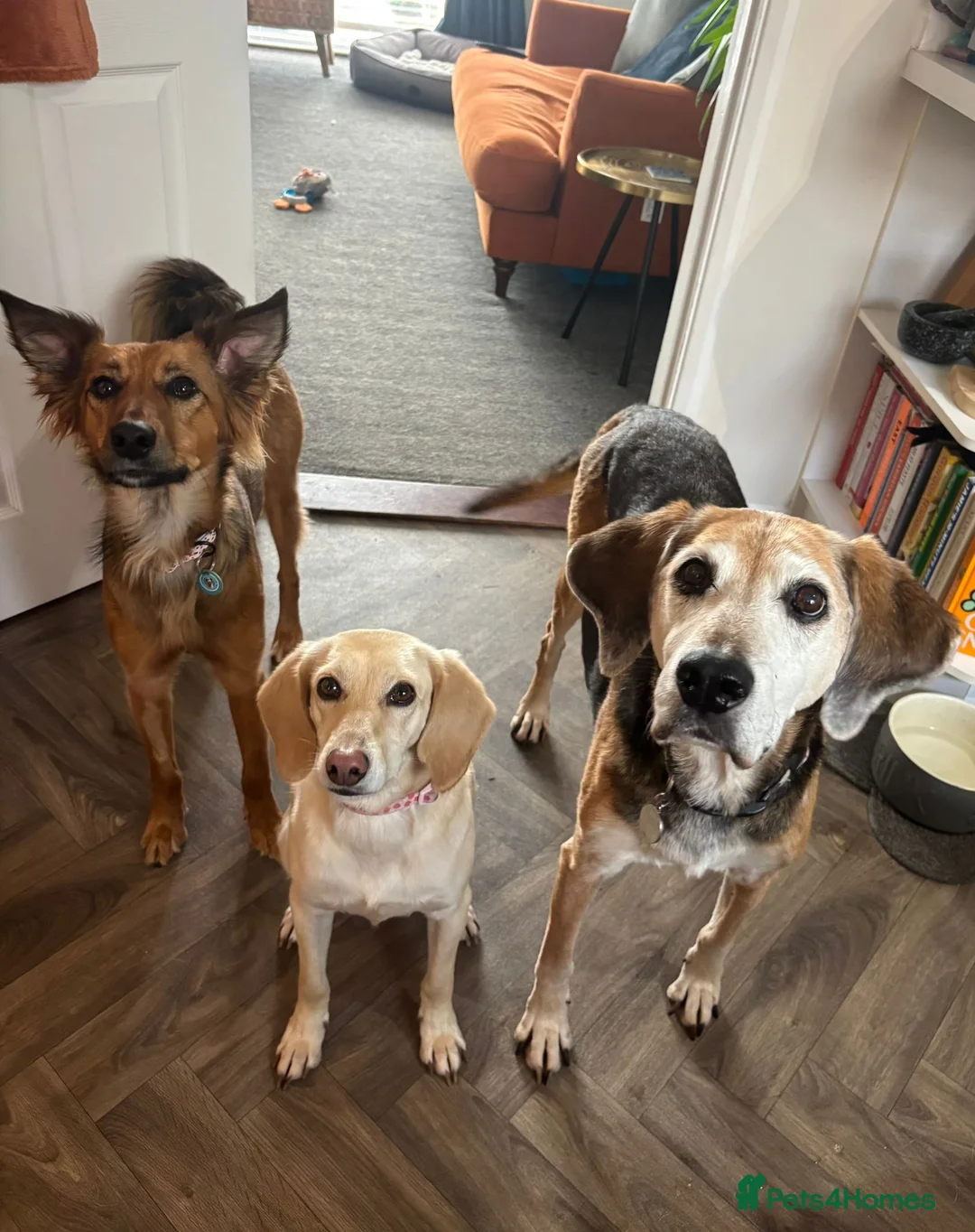 Mixed Breed dogs for sale: Pretty girl Trudi looking for her forever home  in Portsmouth - Advert 11