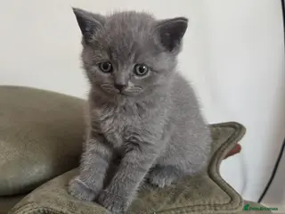 British Shorthair cats Only 2 left pure shorthairs British blue kittens - Advert 4