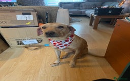 Labrador Retriever dogs for sale: Stunning Labrador pedigree puppies  - Advert 15