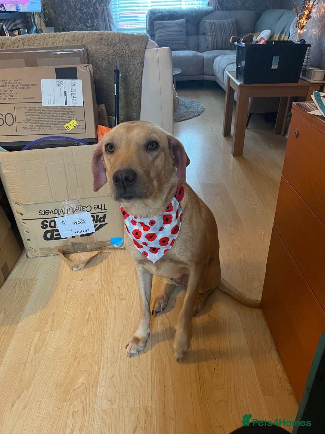 Labrador Retriever dogs for sale: Stunning Labrador pedigree puppies  - Advert 15