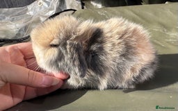 Mini Lop rabbits for sale: STUNNING baby mini lops - Image 15