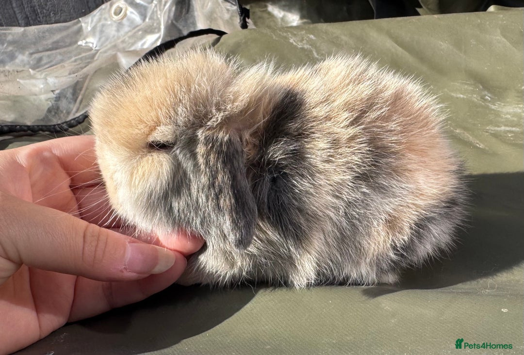 Mini Lop rabbits for sale: STUNNING baby mini lops - Image 15