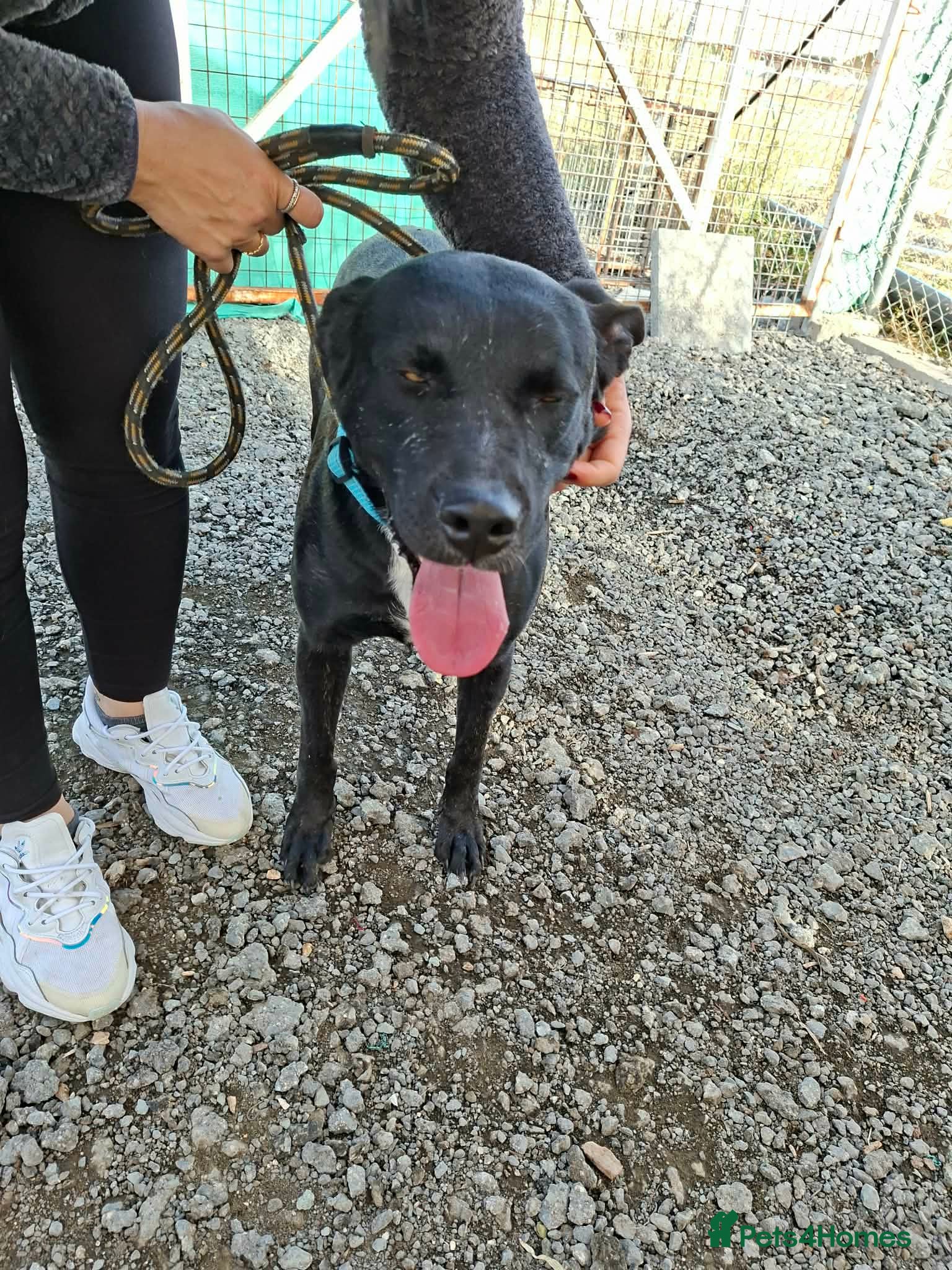 Mixed Breed dogs for adoption: Kofi foster or adopt please - Advert 6