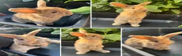 Harlequin rabbits for sale: Gorgeous harlequin mini lops - Advert 20