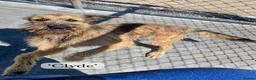 Mixed Breed dogs for adoption: Clyde, 1 yr old approx. Available for adoption. in Brixham - Advert 11