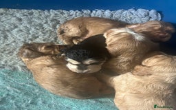 Cocker Spaniel dogs for sale: Adorable Kc reg Cocker pups - Image 24