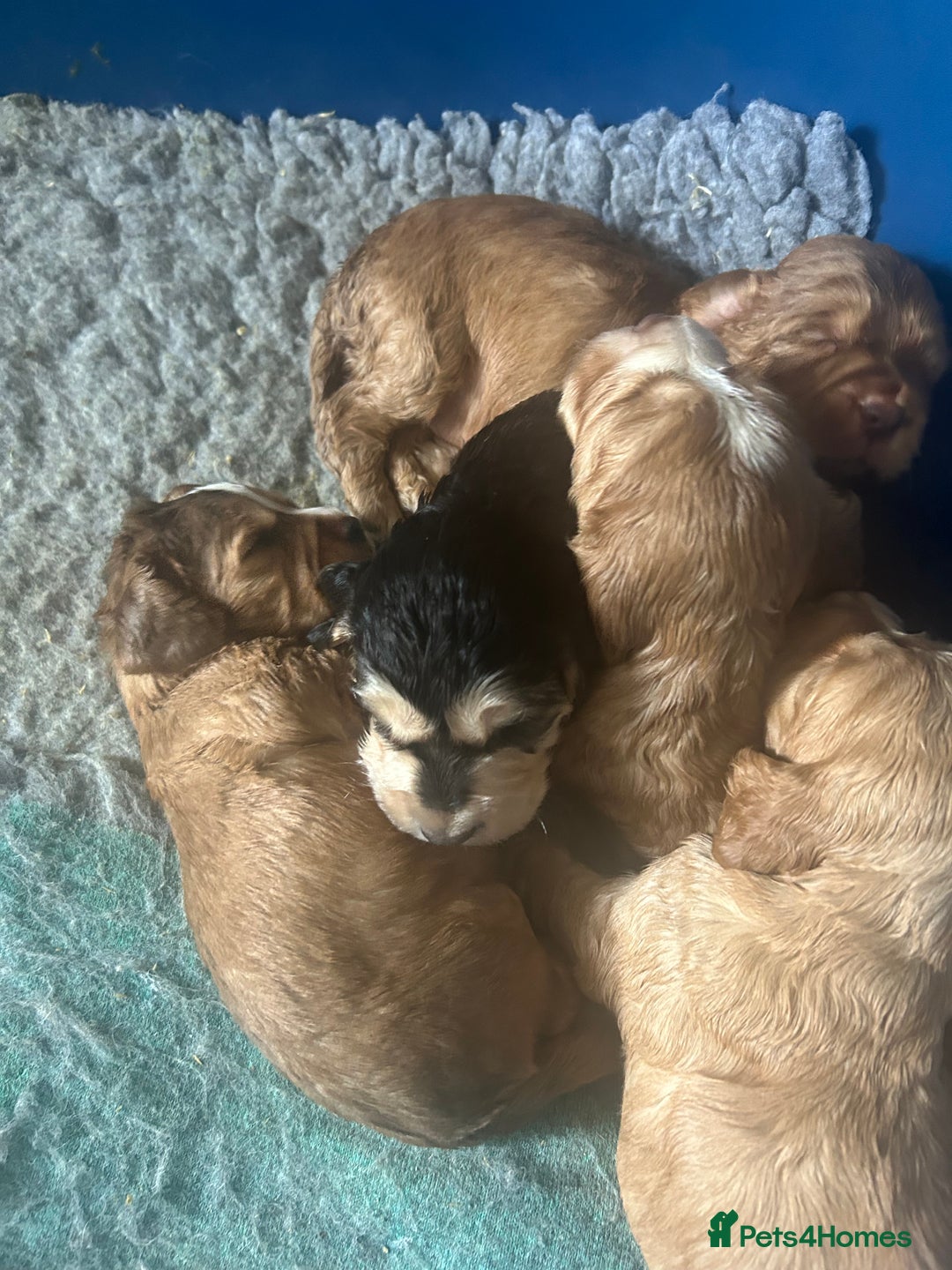 Cocker Spaniel dogs for sale: Adorable Kc reg Cocker pups - Image 24