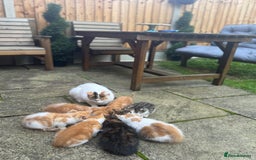 European cats for sale: Kittens 🐱  - Image 1