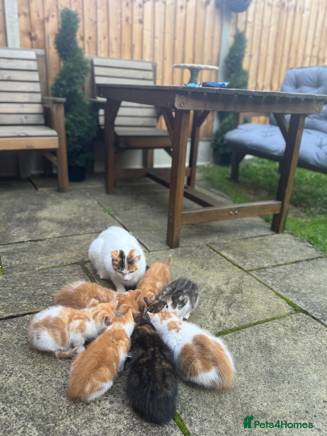 European cats for sale: Kittens 🐱  - Image 1