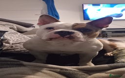 Mixed Breed dogs for sale: French bulldog cross pocket bully - Image 4
