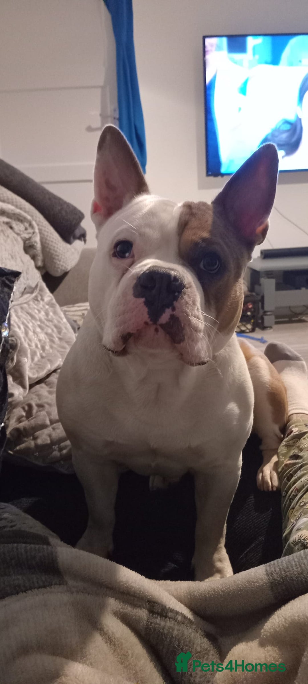 Mixed Breed dogs for sale: French bulldog cross pocket bully - Image 4
