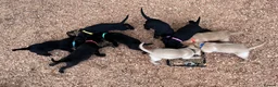 Labrador Retriever dogs for sale: KC Registered Black & Yellow Labrador Puppies - Advert 39