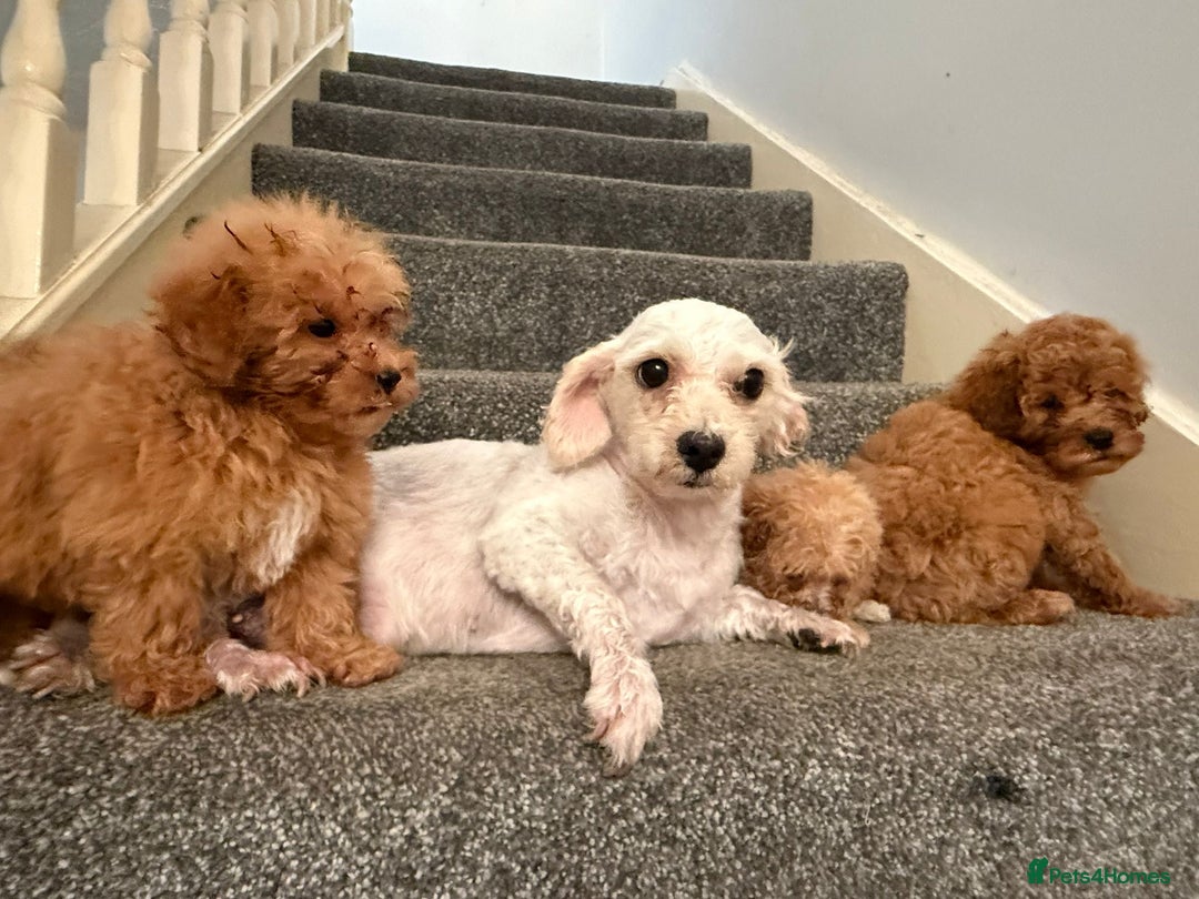 Cavapoochon dogs for sale: Toy Cavapoochon Puppies  - Image 2