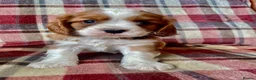 Cavalier King Charles Spaniel dogs for sale: 6 Beautiful KC Registered Cavalier King Charles  - Advert 11