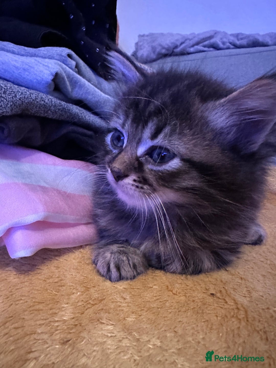 Mixed Breed cats for sale: Ragdoll Cross Kittens, 2 boys 1 girl - Advert 34