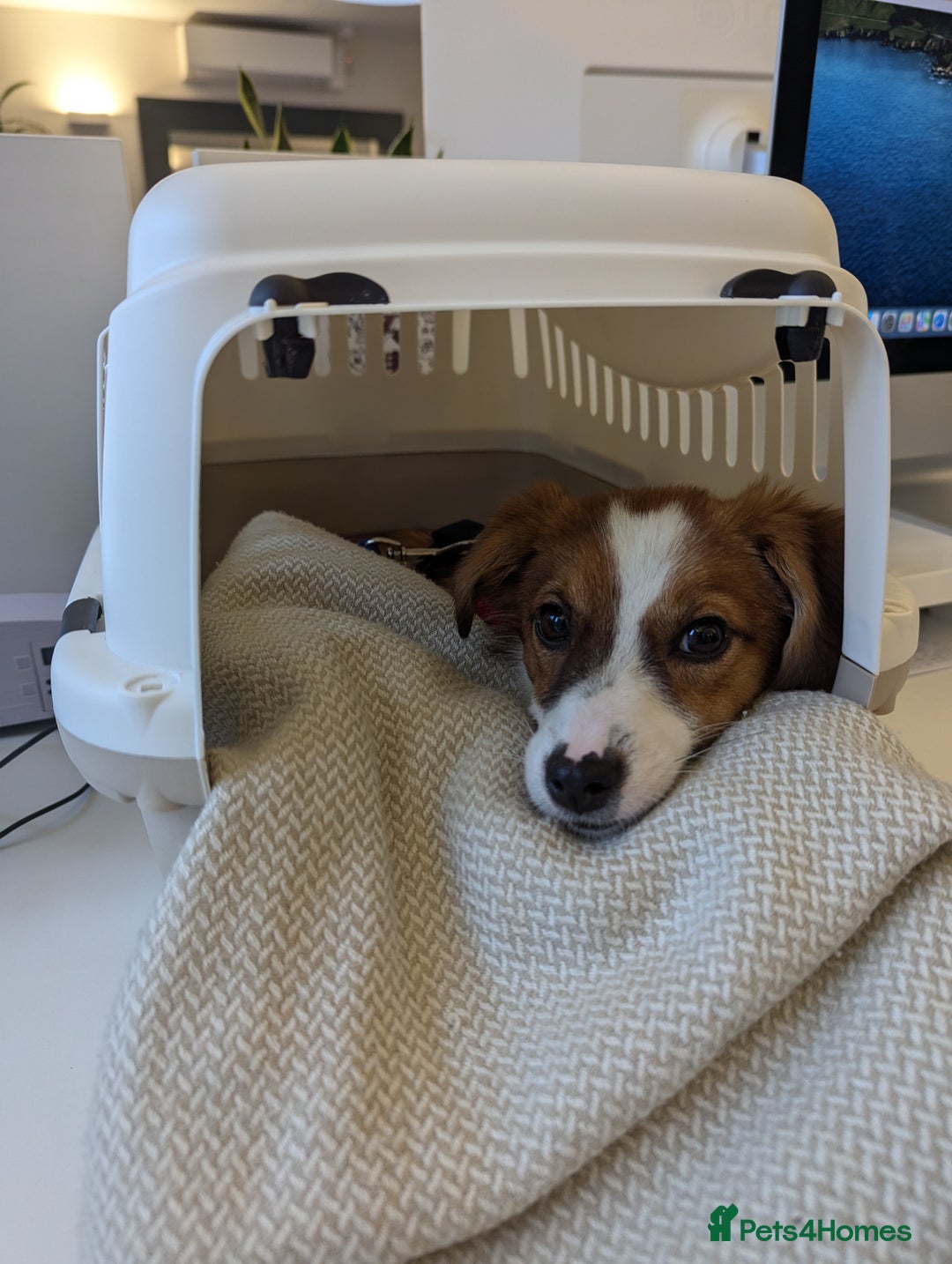 Mixed Breed dogs for sale: Roo - Lovely Small Dog - Image 18