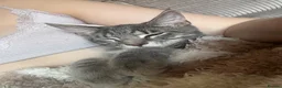 Mixed Breed cats for sale: Half Maine coon boy  - Advert 7