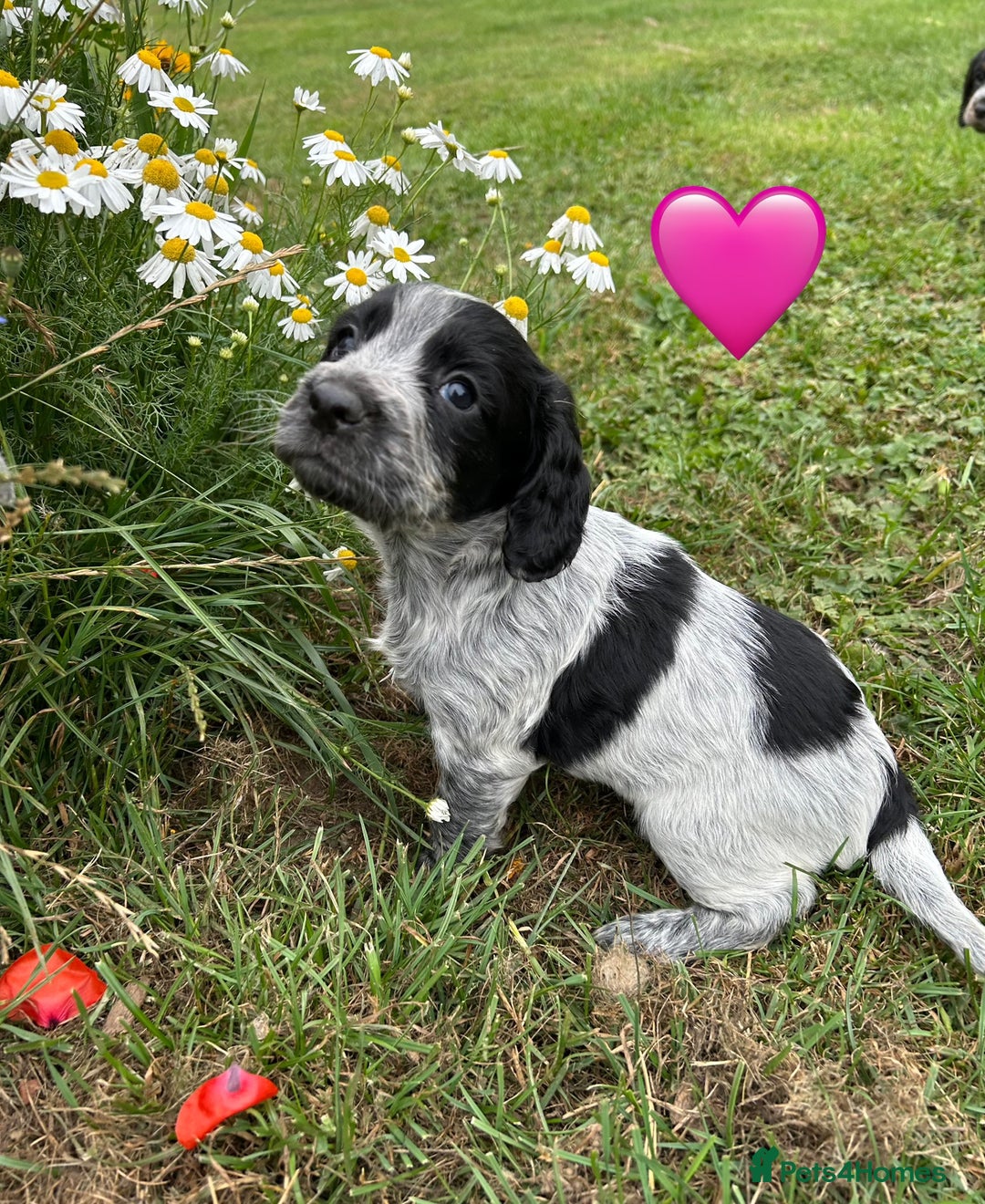 Cocker Spaniel dogs for sale: GORGEOUS WORKING COCKER PUPS - Image 1