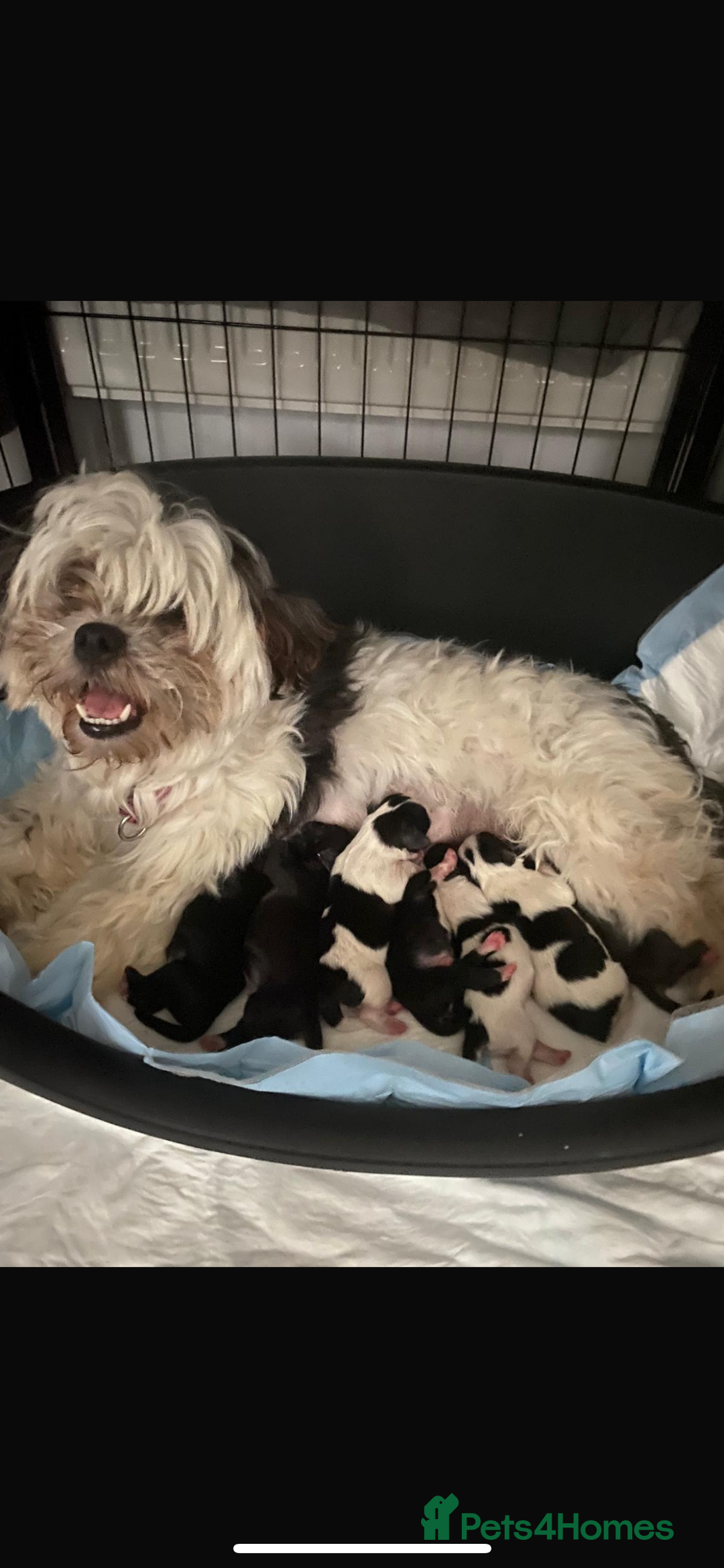 Mixed Breed dogs for sale: Maltese cross La Chon puppies  - Image 39