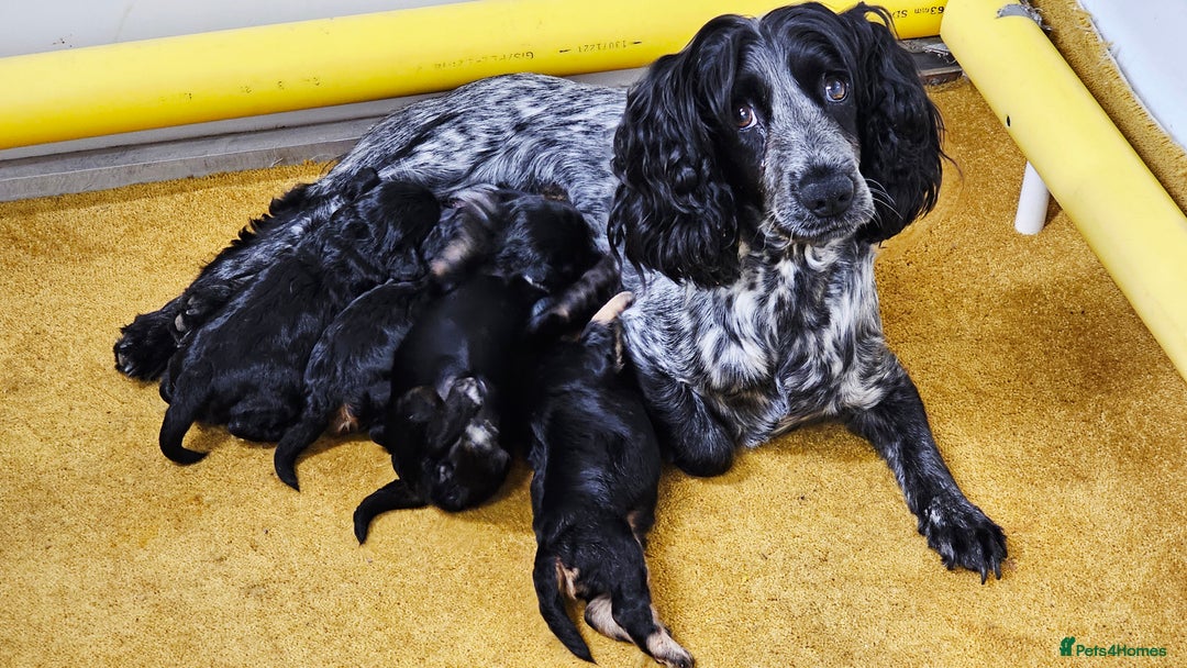 Cockapoo dogs for sale: Beautiful Cockapoo Puppies  - Image 16