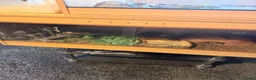 Snake reptiles for sale: Mexican black kingsnake & Royal python  - Advert 5