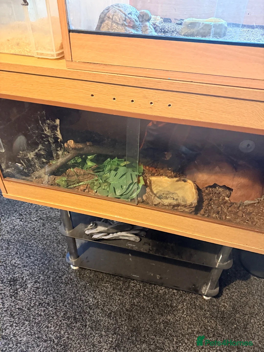 Snake reptiles for sale: Mexican black kingsnake & Royal python  - Advert 5