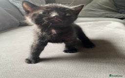 Mixed Breed cats for sale: Stunning kittens  - Image 9