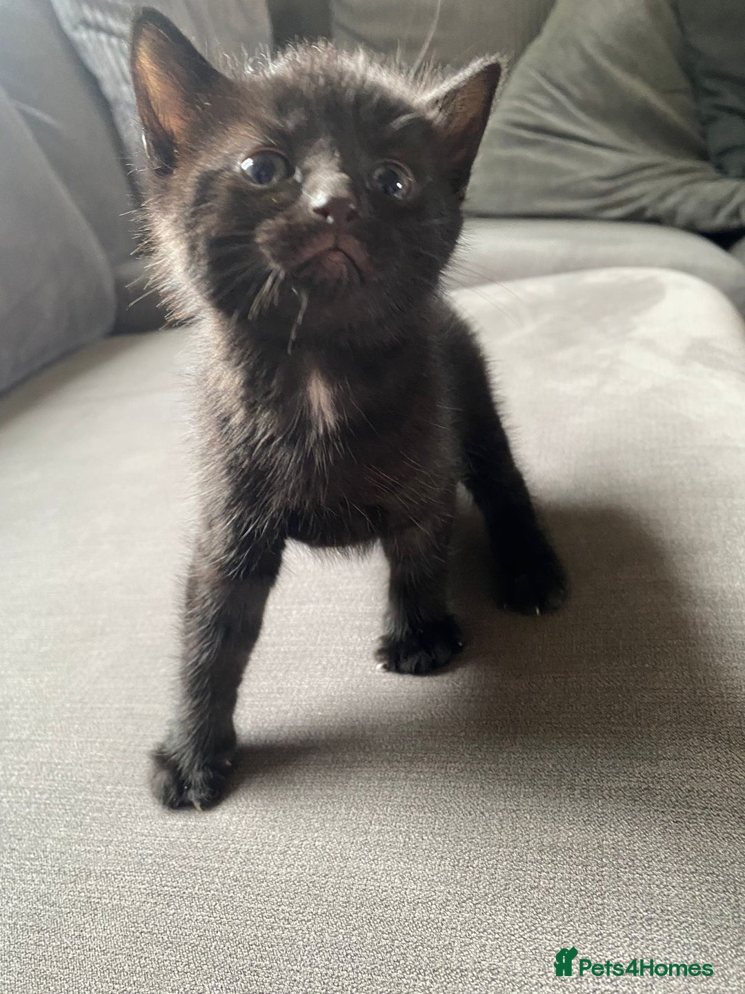 Mixed Breed cats for sale: Stunning kittens  - Image 9