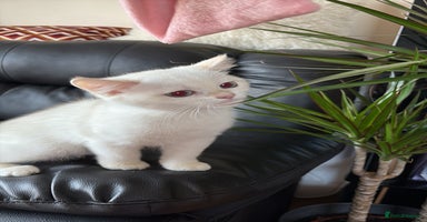 British Shorthair cats - Advert 10