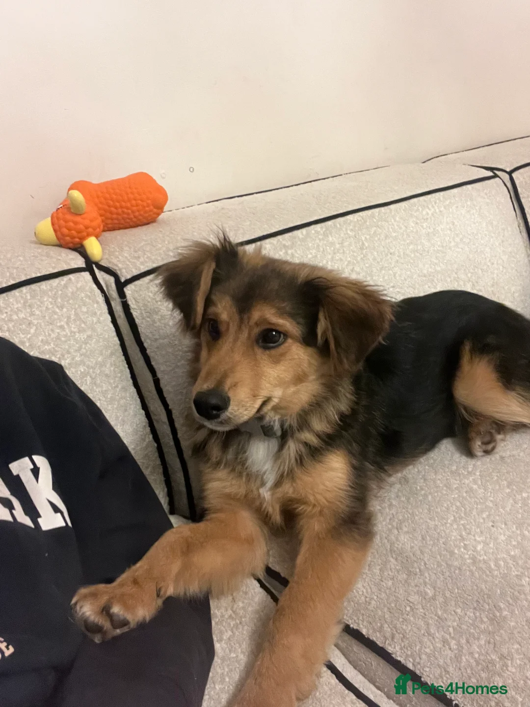 Mixed Breed dogs for sale: Male Puppy Mix Breed  - Advert 7