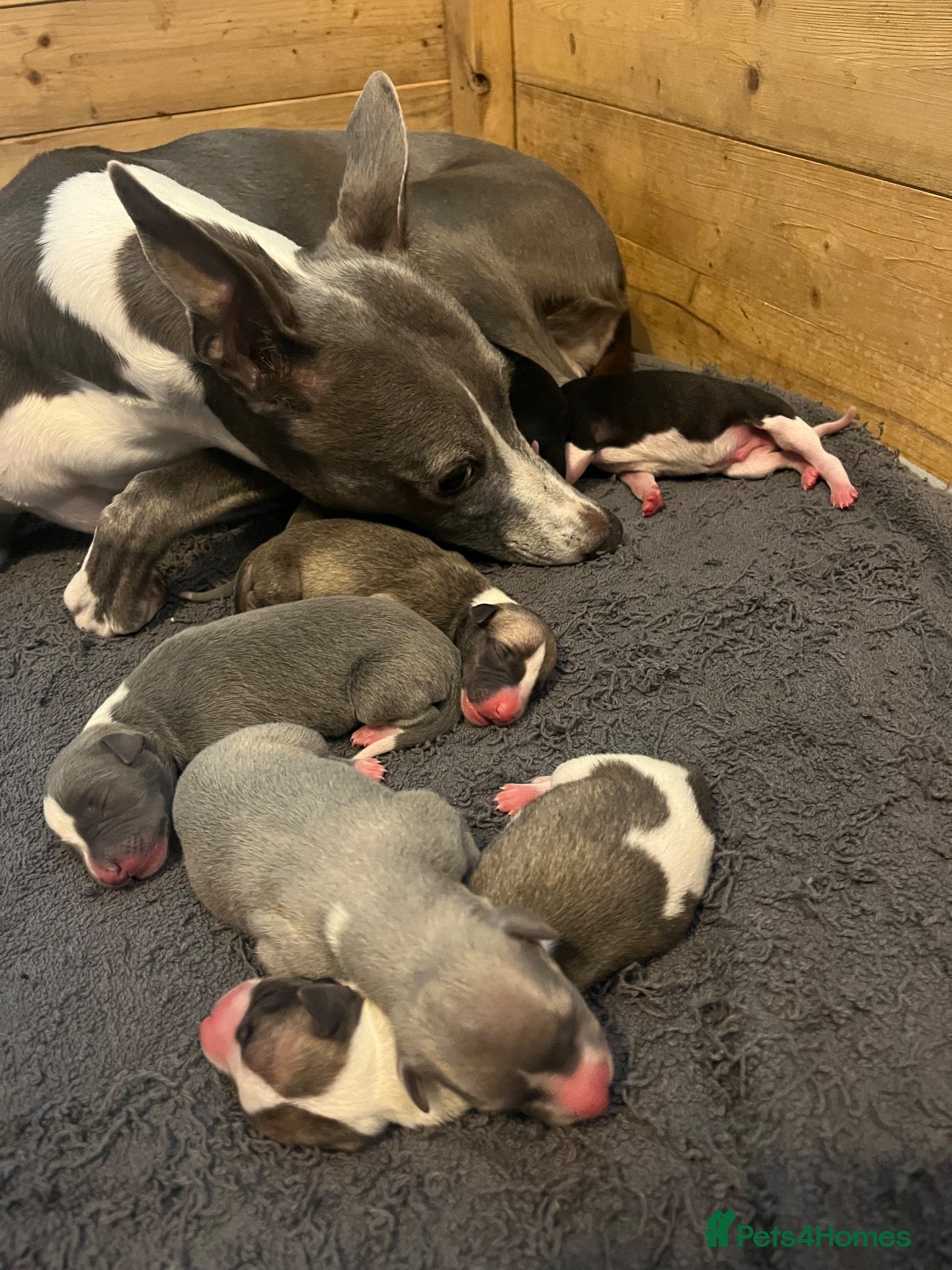 Whippet dogs Outstanding Litter KC Reg Pedigree Whippet Puppies - Advert 1
