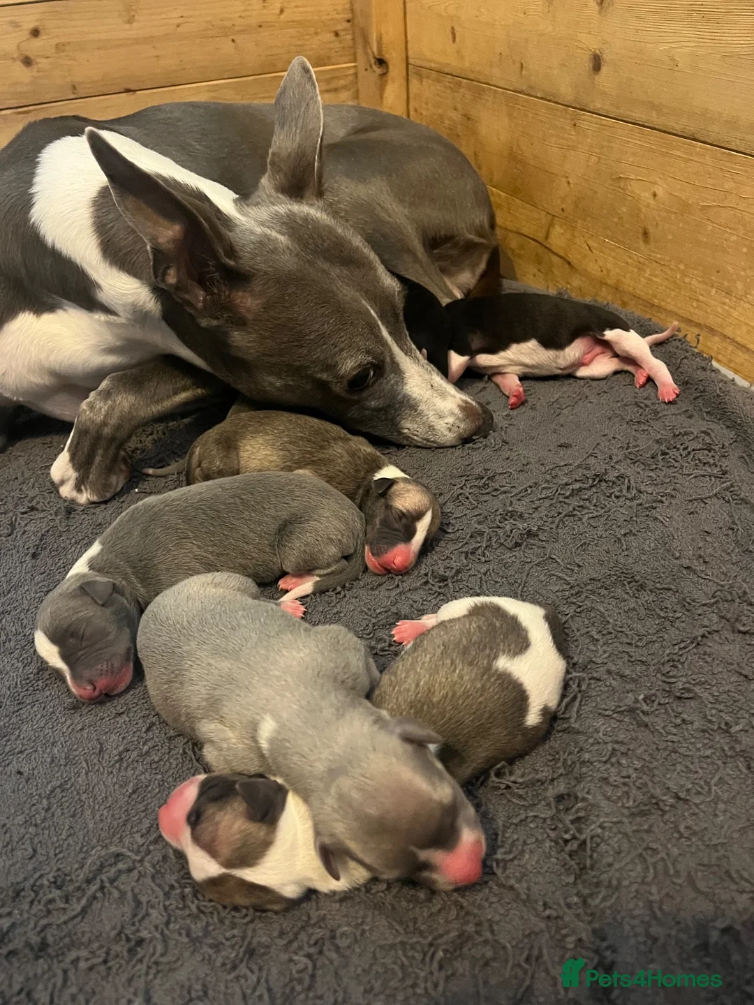 Whippet dogs for sale: Outstanding Litter KC Reg Pedigree Whippet Puppies - Advert 1