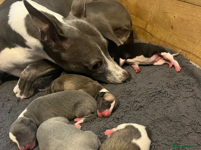 Whippet dogs Outstanding Litter KC Reg Pedigree Whippet Puppies - Advert 1