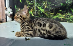 Bengal cats for sale: CUTE SNOW & BROWN BENGAL KITTENS (TICA REG) - Image 5