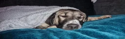 Mixed Breed dogs for adoption: 🐾Tuke  - Advert 6