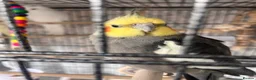 Cockatiels birds for sale: 4x mixed coloured cockatiles - Advert 11