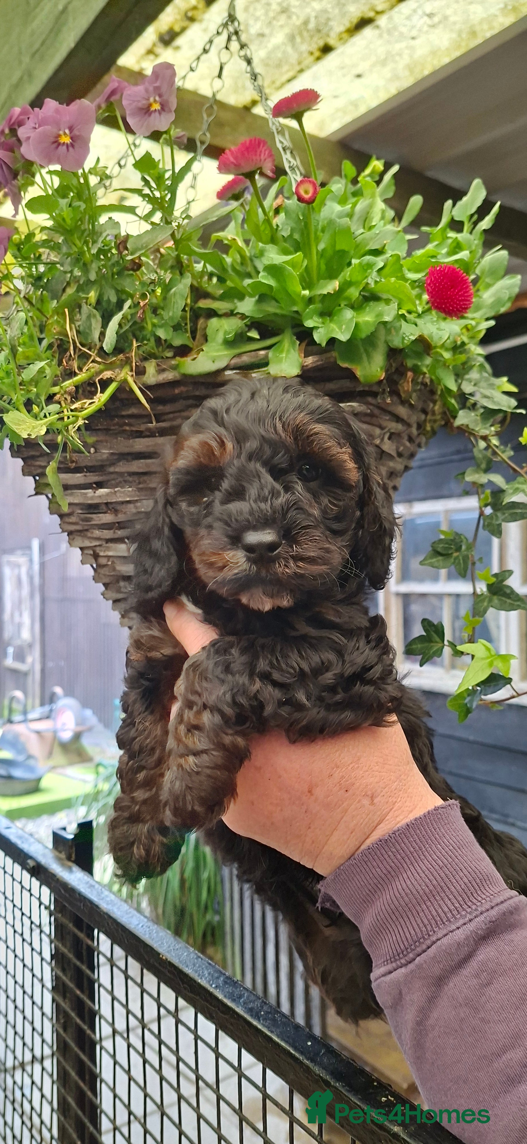 Cavapoo dogs Gorgeous f1 cavapoos  - Advert 4