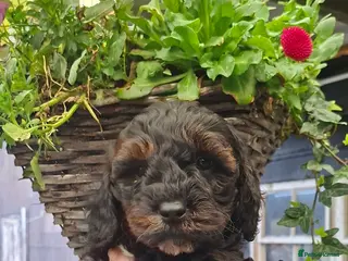 Cavapoo dogs Gorgeous f1 cavapoos - Advert 4